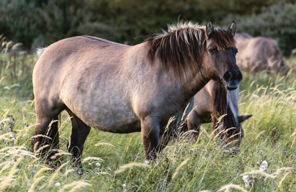 Welke wilde grazers leven in de Millingerwaard en hoeveel afstand moet je houden?