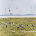 Wanneer zie je de meeste ganzen in de Ooijpolder bij Millingen in oktober en november?