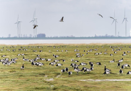 Wanneer zie je de meeste ganzen in de Ooijpolder bij Millingen in oktober en november?