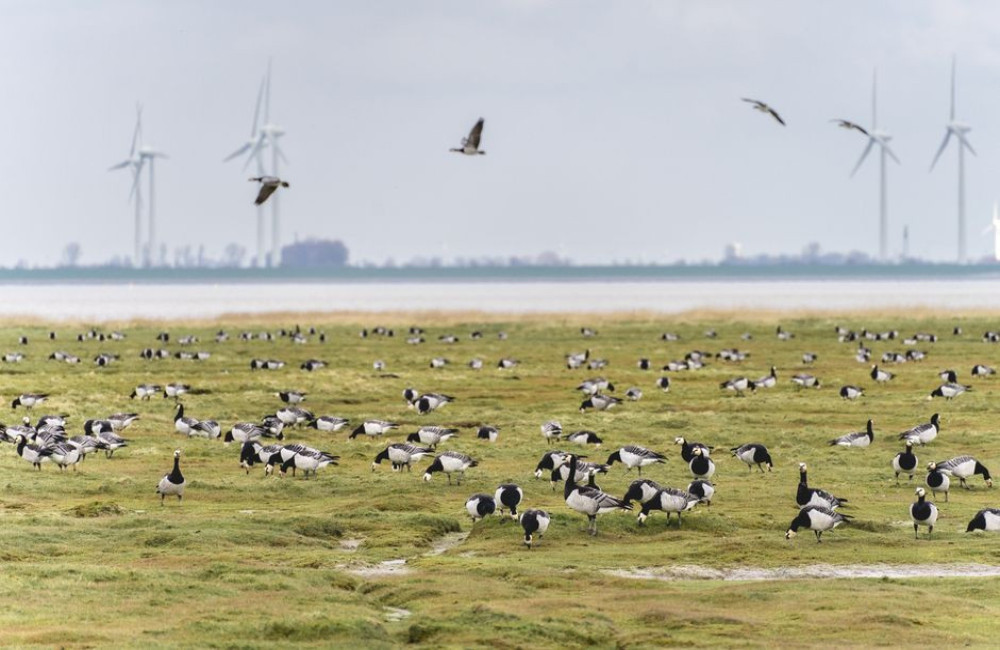 Wanneer zie je de meeste ganzen in de Ooijpolder bij Millingen in oktober en november?