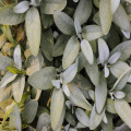 Salvia giftig voor katten