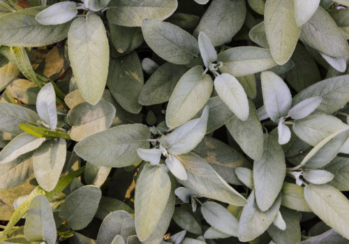 Salvia giftig voor katten