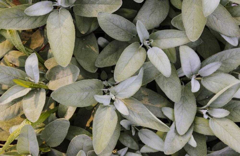 Salvia giftig voor katten