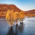 Bij welke waterstand bij Lobith loopt de Millingerwaard onder water in de herfst?