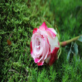 Bloemen bezorgen in Millingen?