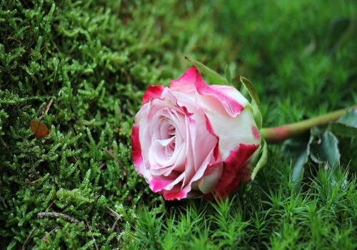 Bloemen bezorgen in Millingen?