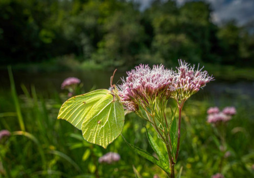 Welke vlinders kun je in juli en augustus spotten in de Millingerwaard?
