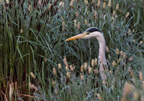 Welke vogels kun je in juni spotten in de Gelderse Poort bij Millingen