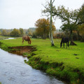 Wat trek je aan voor een wandeling in de Millingerwaard bij 6 graden en wind in november?