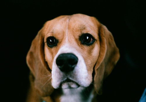 Nederlandse naam beagle: hoe het ras hier heet en welke namen erbij passen